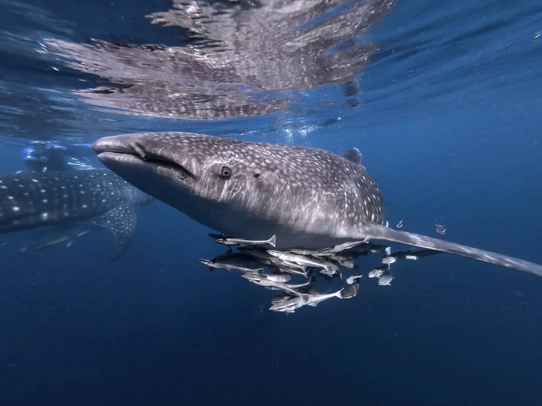 <b>A Breathtaking</b> Haven <b>Underwater</b>
